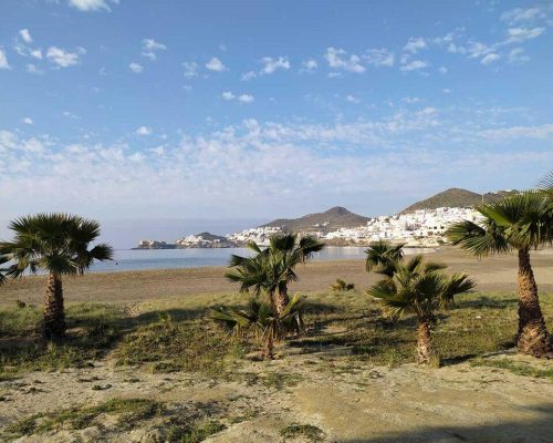palmeras san jose cabo de gata almeria